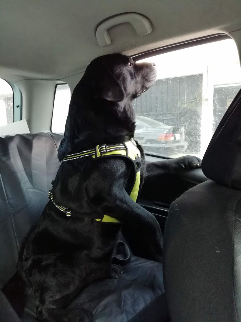 Mi Proyecto del curso: Disfrutando con Dogo 5