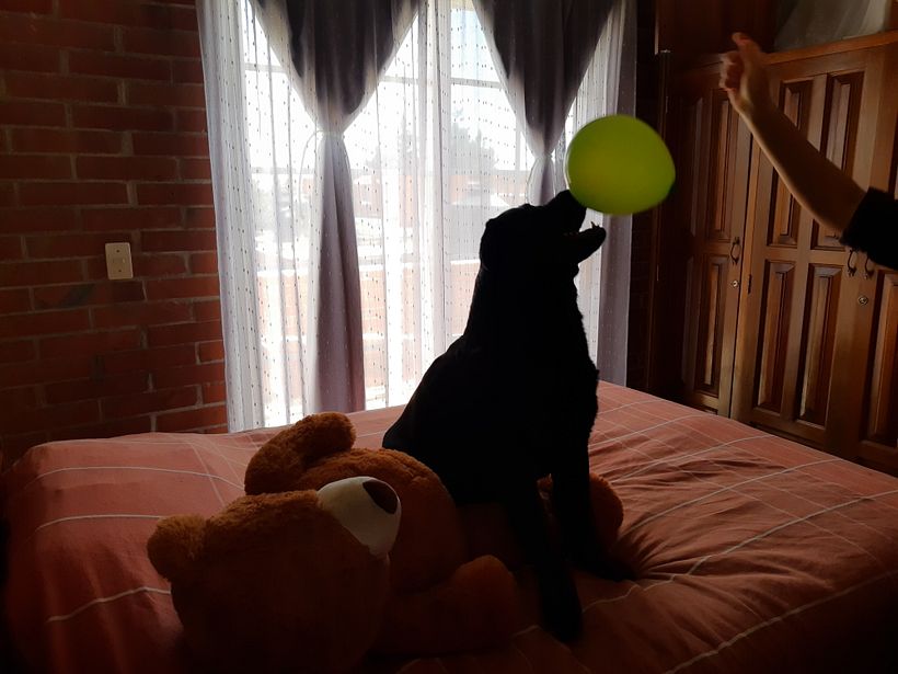 Mi Proyecto del curso: Disfrutando con Dogo 6