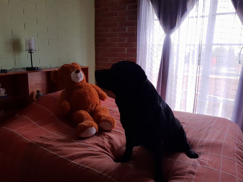 Mi Proyecto del curso: Disfrutando con Dogo 7