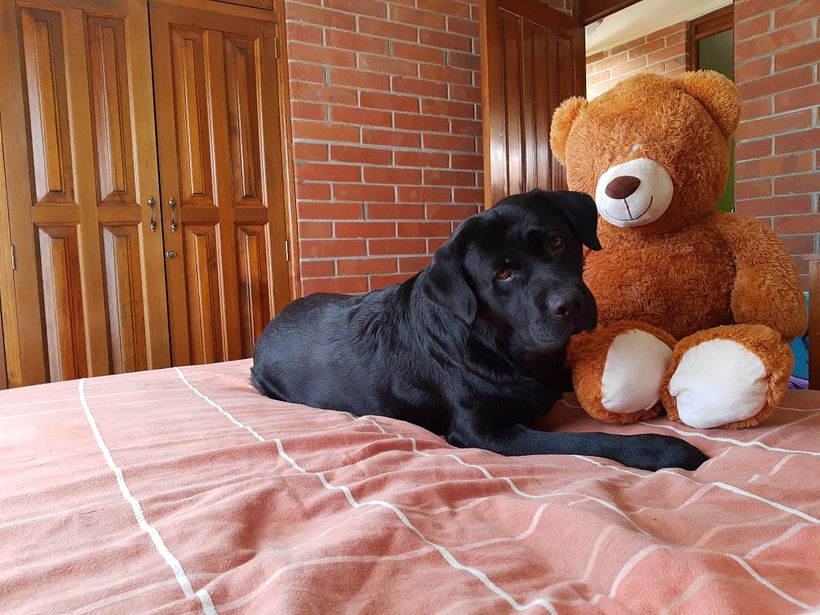 Mi Proyecto del curso: Disfrutando con Dogo 8