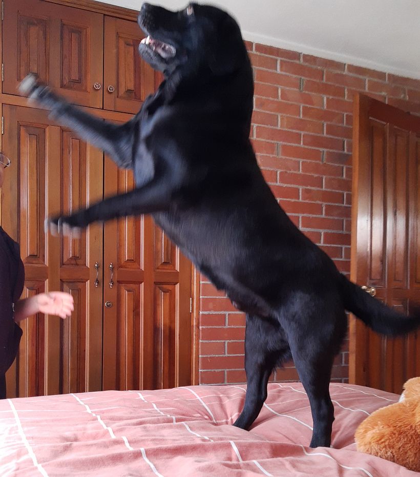 Mi Proyecto del curso: Disfrutando con Dogo 9