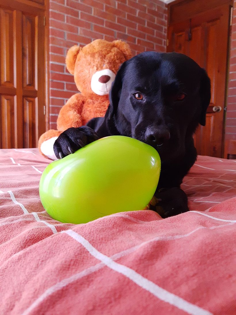 Mi Proyecto del curso: Disfrutando con Dogo 10