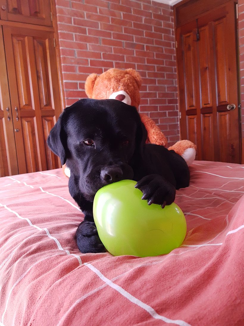 Mi Proyecto del curso: Disfrutando con Dogo 11