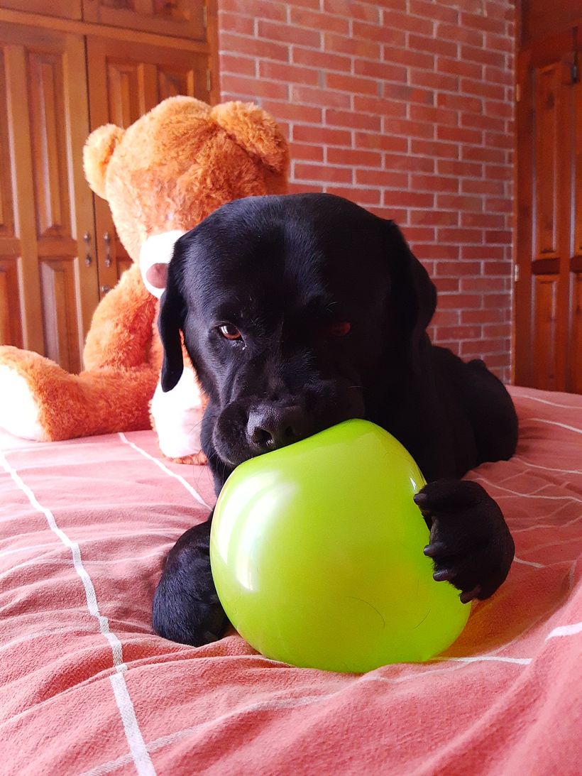 Mi Proyecto del curso: Disfrutando con Dogo 12