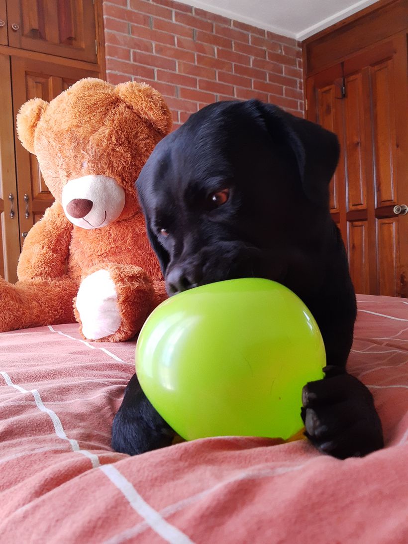 Mi Proyecto del curso: Disfrutando con Dogo 13