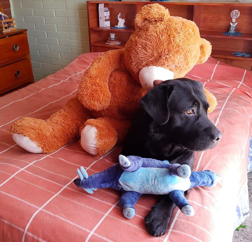 Mi Proyecto del curso: Disfrutando con Dogo 14