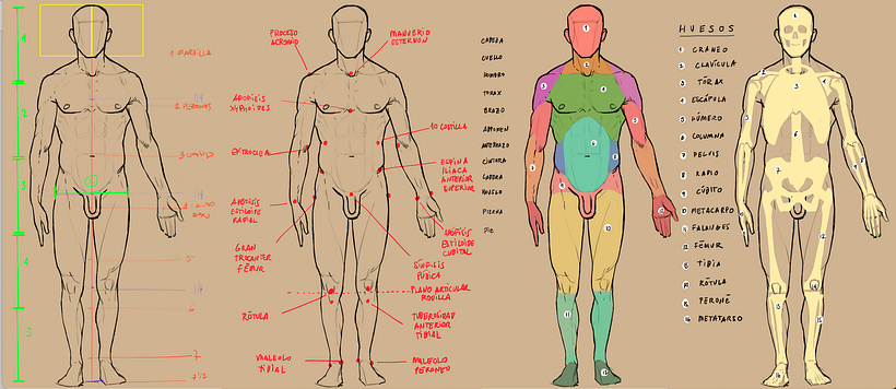 Referencias de proporciones para dibujo anatómico