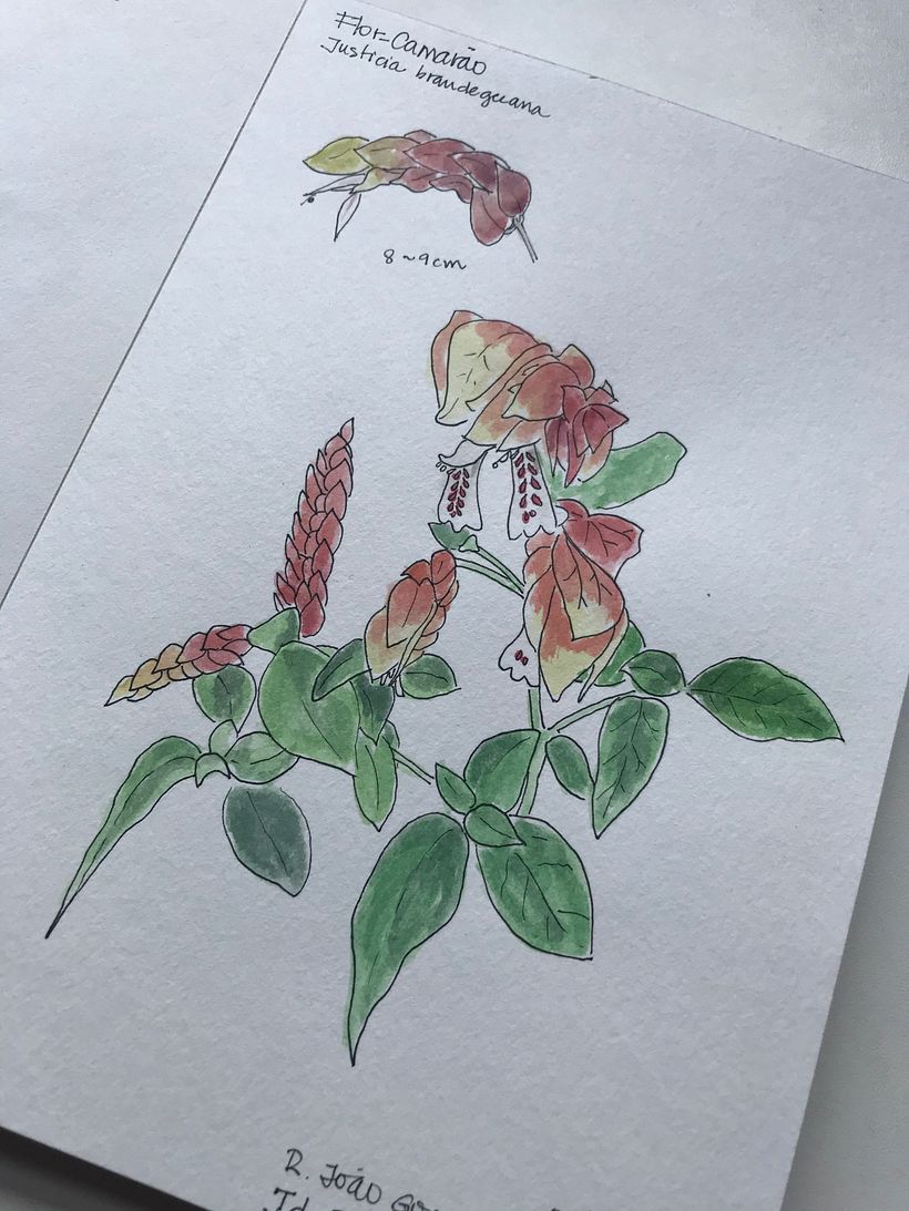 Caderno botânico em aquarela - Yukie 8
