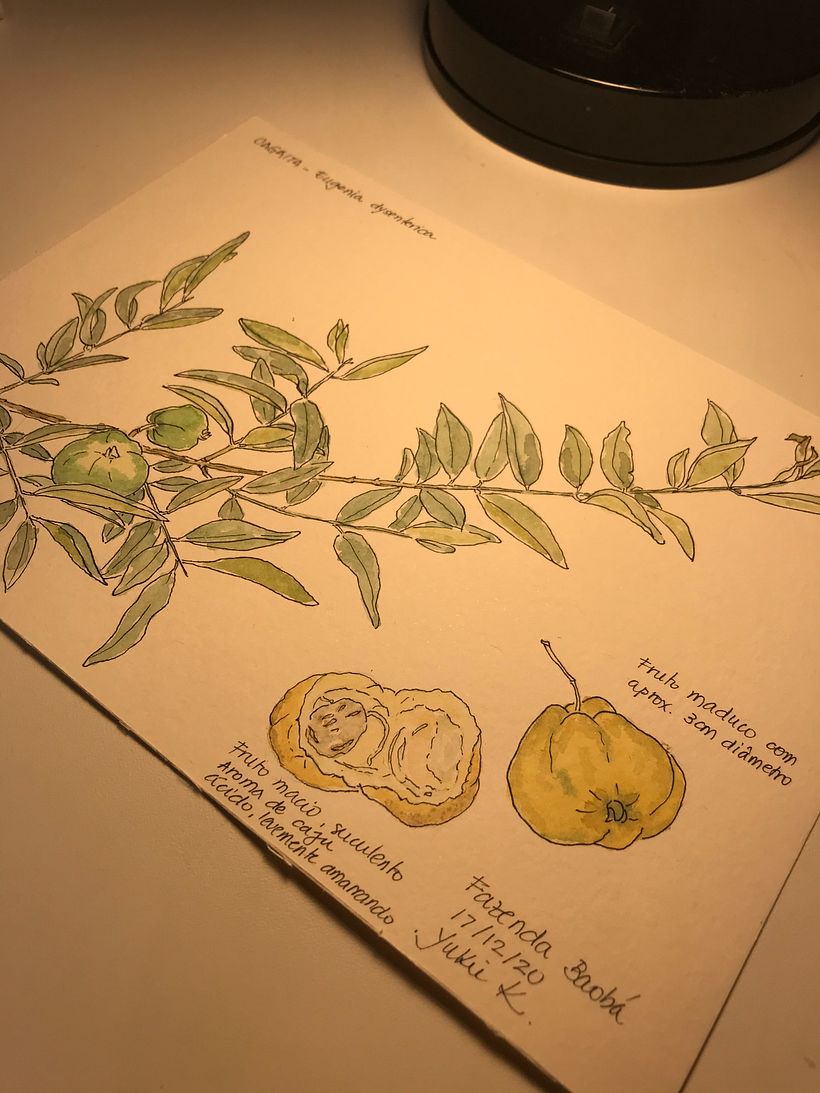 Caderno botânico em aquarela - Yukie 10