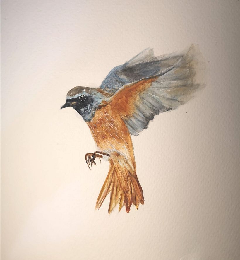 Redstart 0