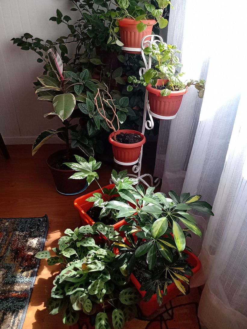 Maceteros y superficies soportantes para plantas y accesorios