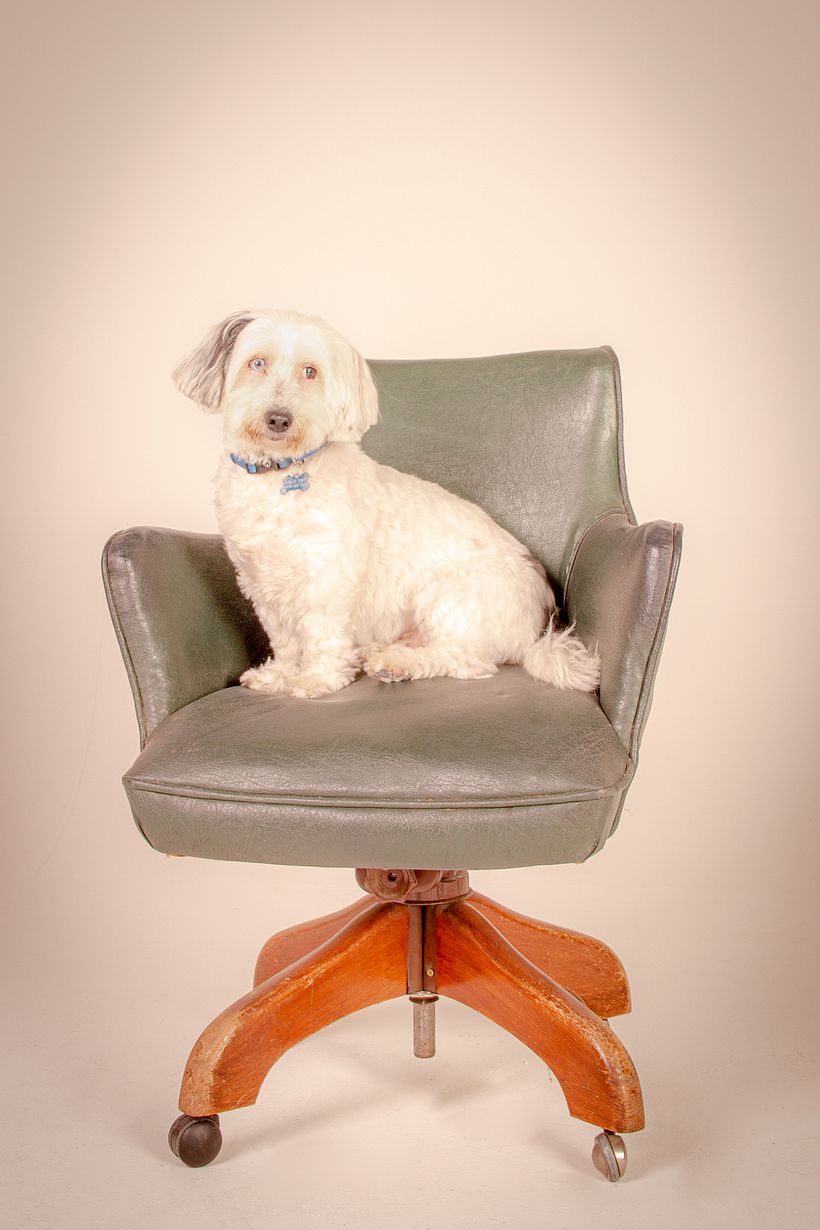 My project in Lifestyle Dog Photography course 0
