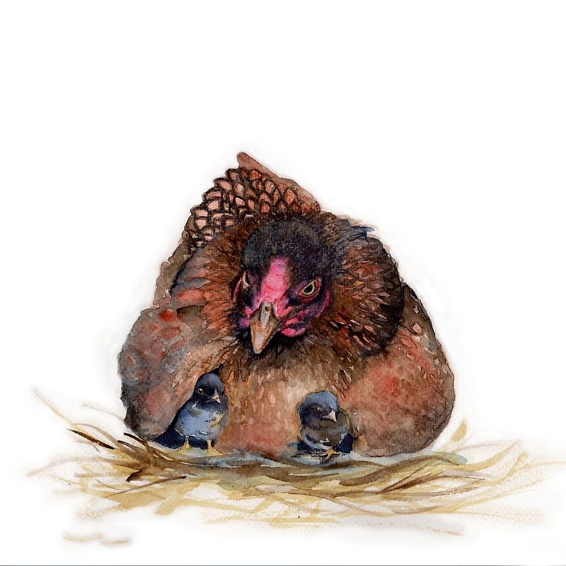 Hen and Chicks
