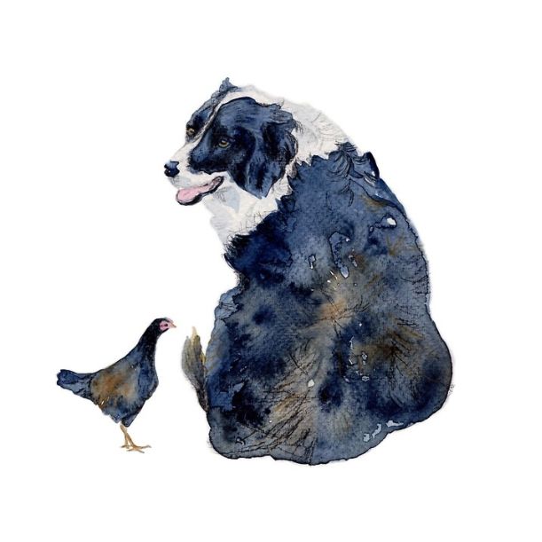 Beau and His Chicken