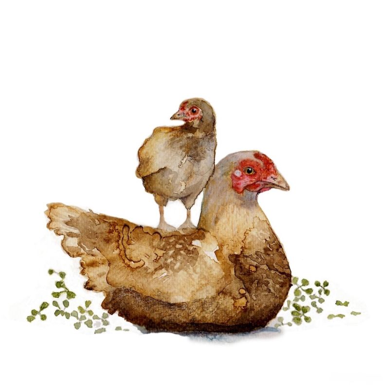 Cheeky Chicken