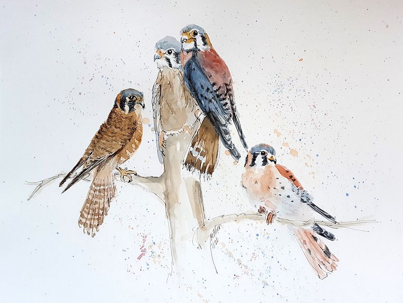 Kestrels2 - a much looser painting of the Kestrels, with other watercolor techniques added