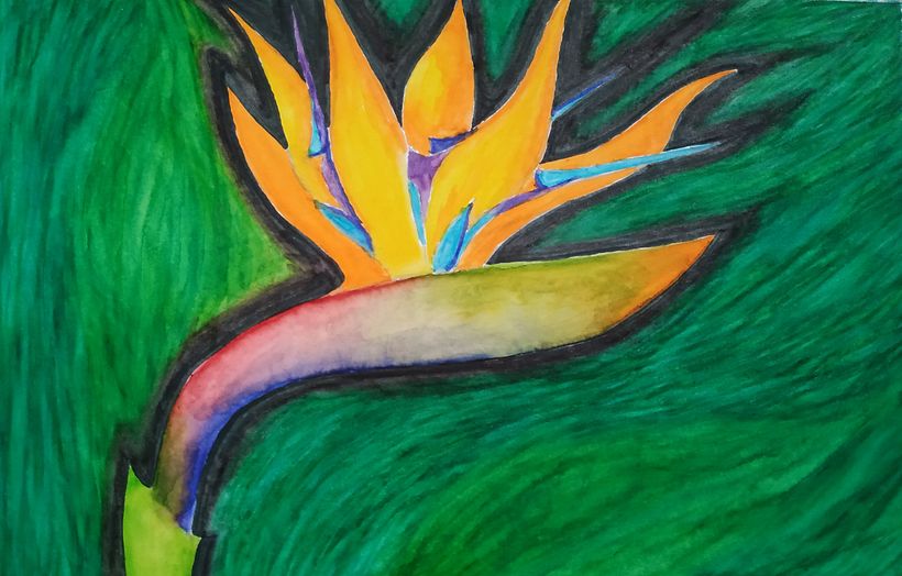 Strelitzia reginaeo