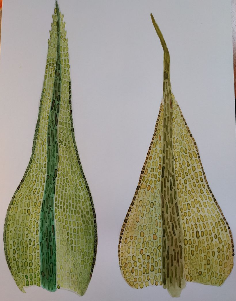 Filidios de Ceratodon purpureus & C. amazonum