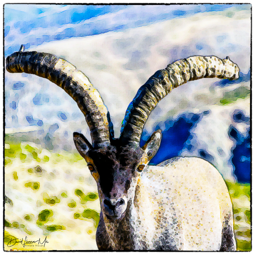 Cabra montesa en el Circo de Gredos