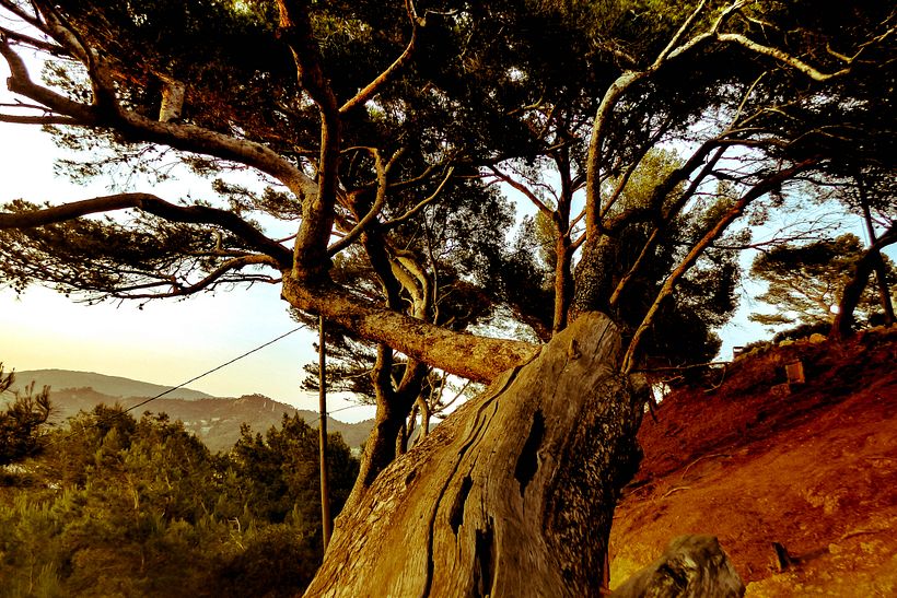 Árbol legendario en Tossa de Mar