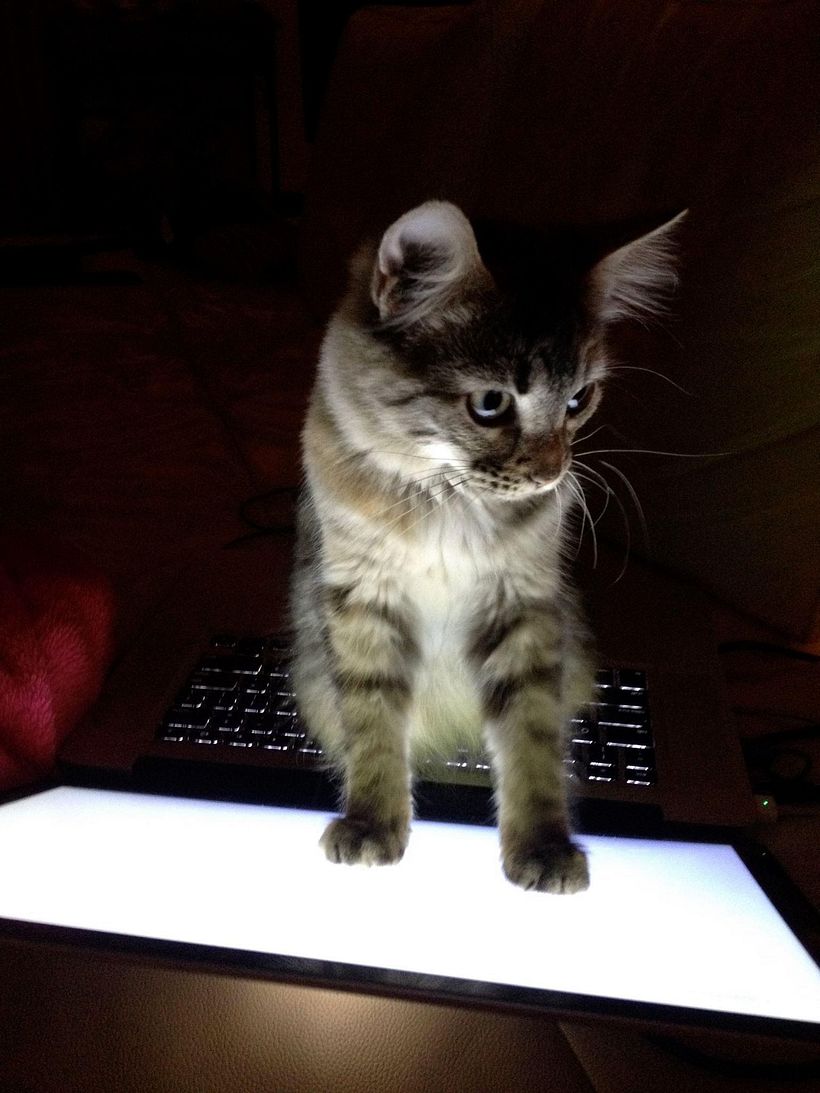 The picture of our kitty Shanty taken a fiew years ago!