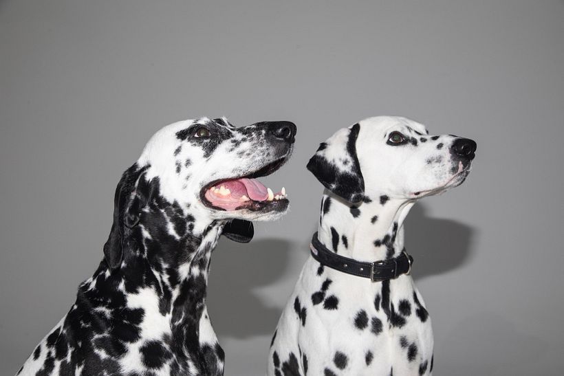 Our canine supermodels.