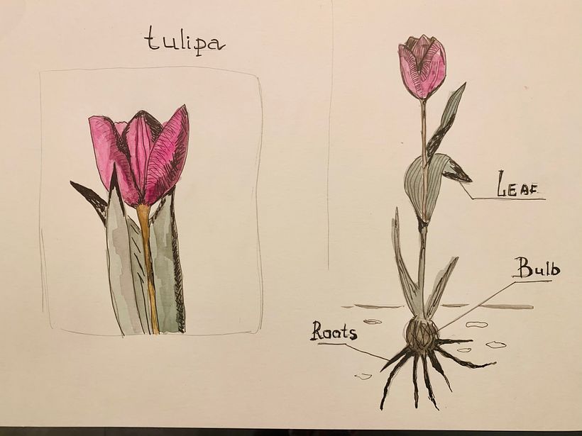 My project in Botanical Watercolor Sketchbook course 0