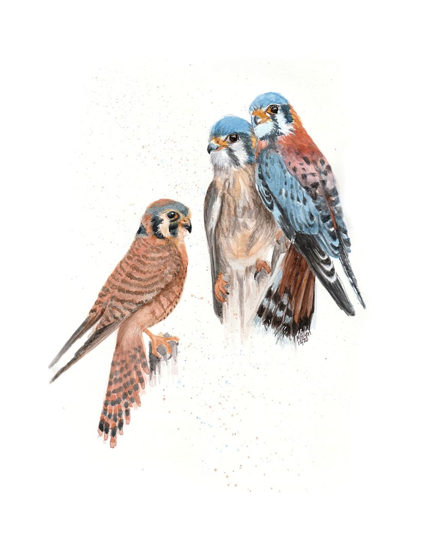 My project in Artistic Watercolor Techniques for Illustrating Birds course 1
