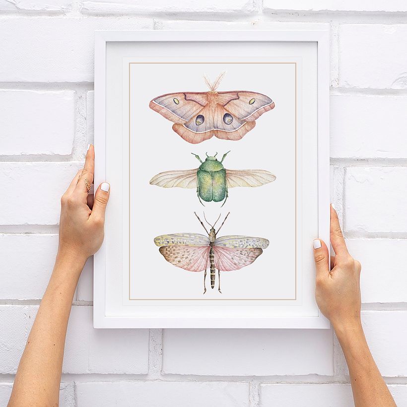 INSECTOS 1