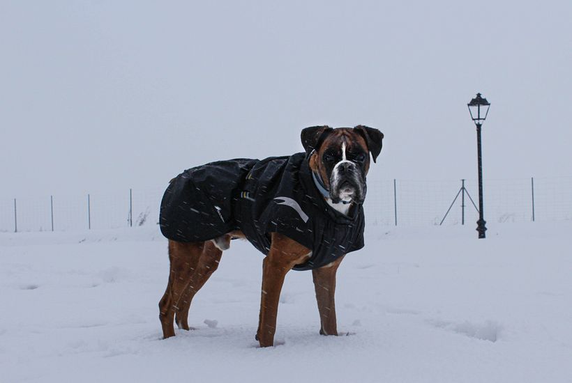 Snow - Fotografie