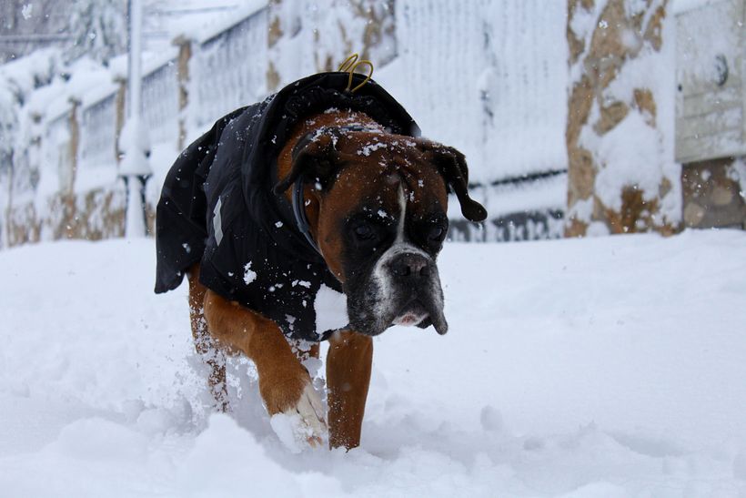Snow - Fotografie