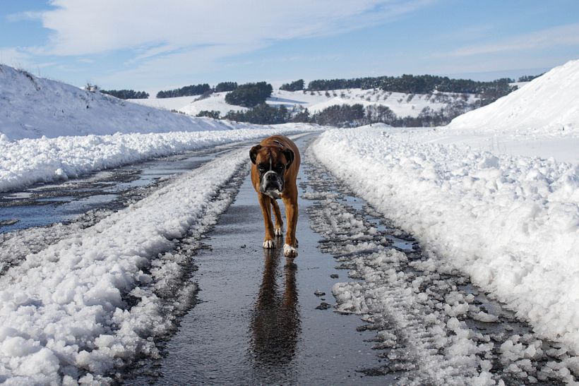 Snow - Fotografie