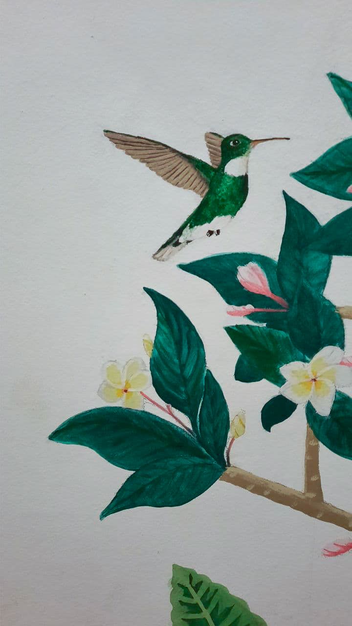 Detalle de colibrí y Frangipani.