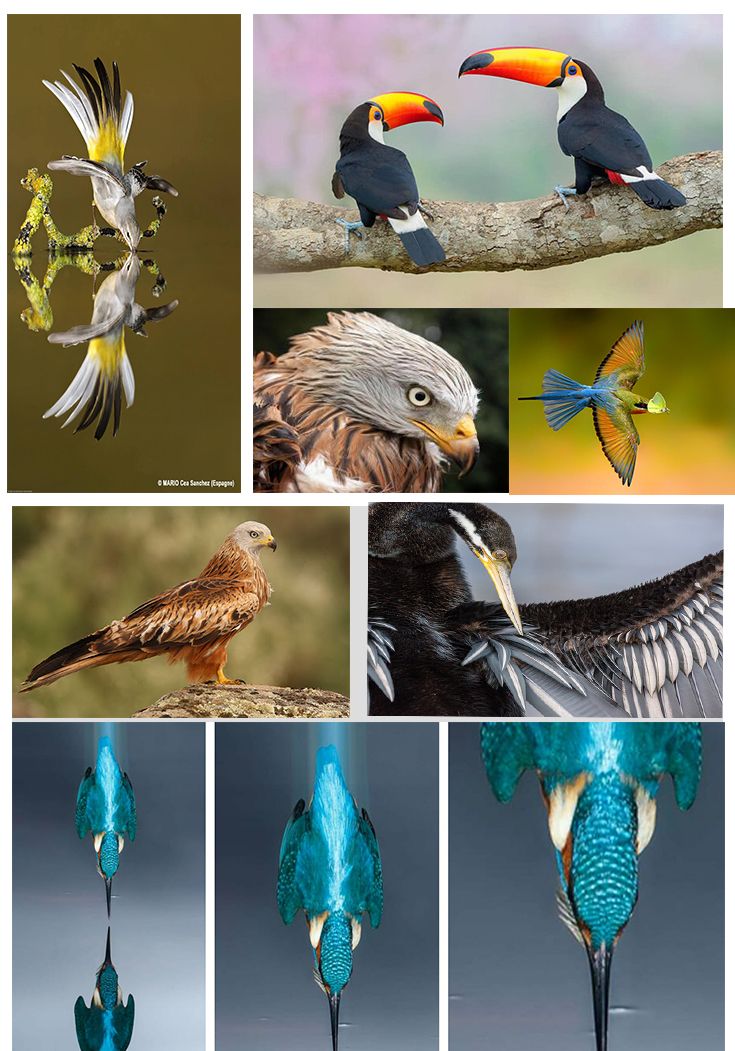 Milano Real en las alturas. Mi Proyecto del curso: Ilustración naturalista de aves con acuarela 3