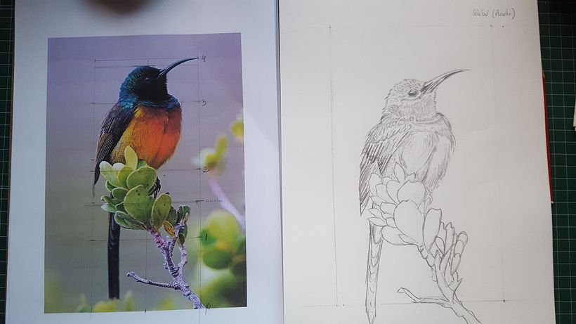 Colibrí