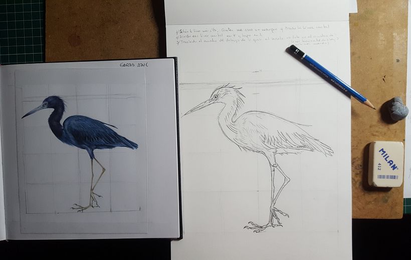 Garza azul