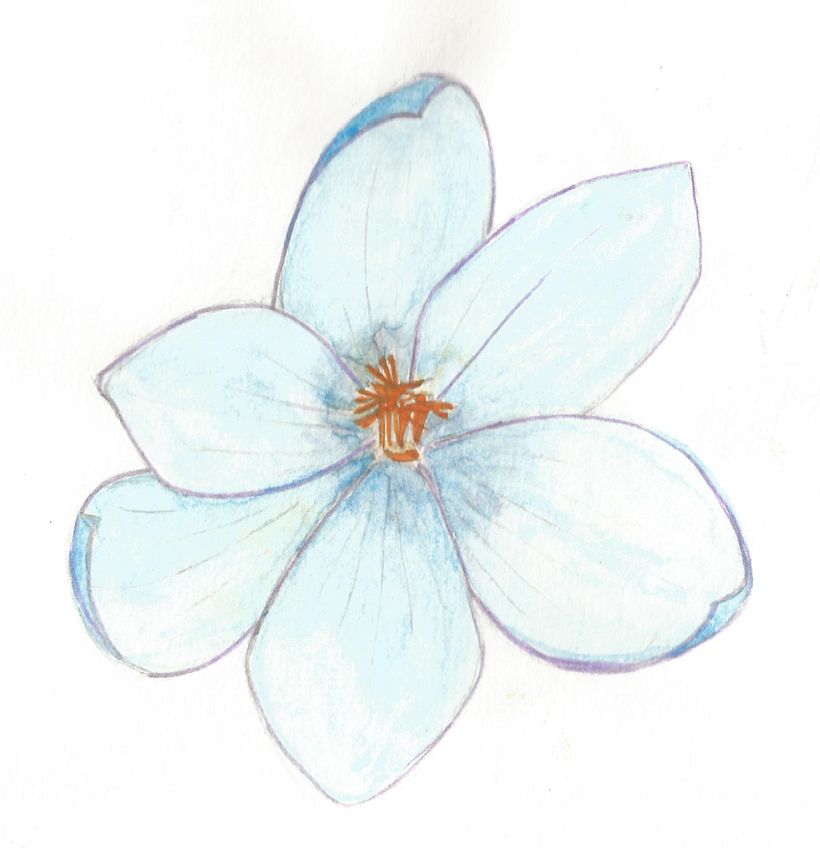 Flor safrà (Saffron crocus). March 2020