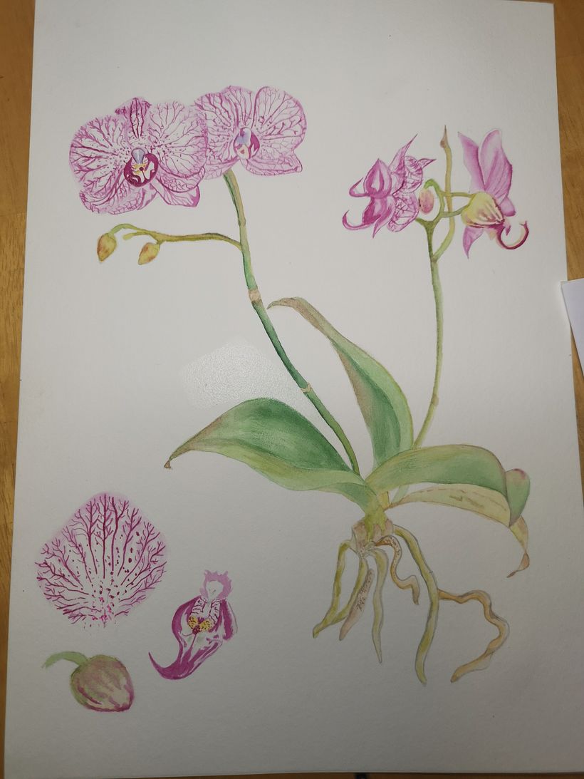 My project in Botanical Watercolor: Illustrate the Anatomy of Flowers course_Orchid  0