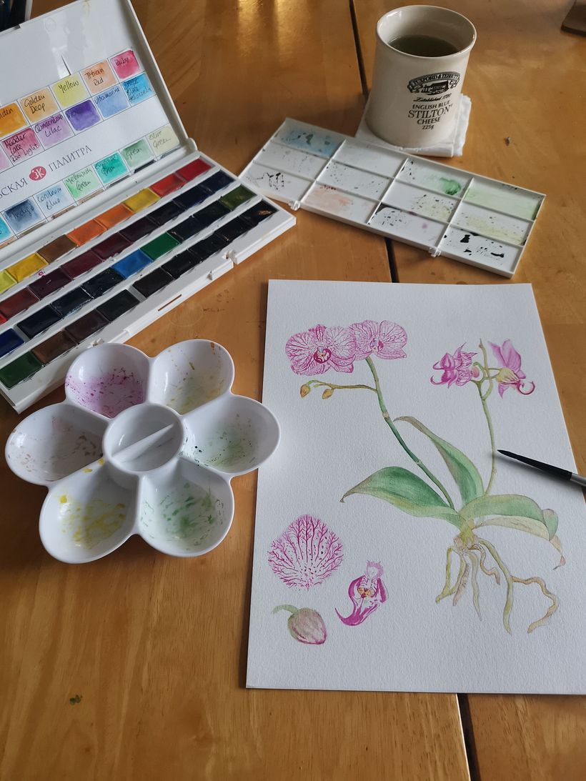 My project in Botanical Watercolor: Illustrate the Anatomy of Flowers course_Orchid  1