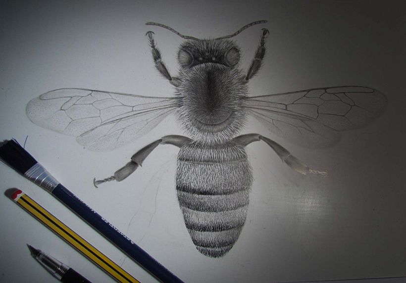Trabajo en proceso: técnica de scratchboard con lápiz y tinta