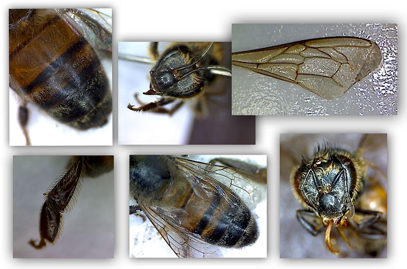 Fotografías de referencia tomadas a partir de material colectado en telas de araña (buena fuente de material entomológico).