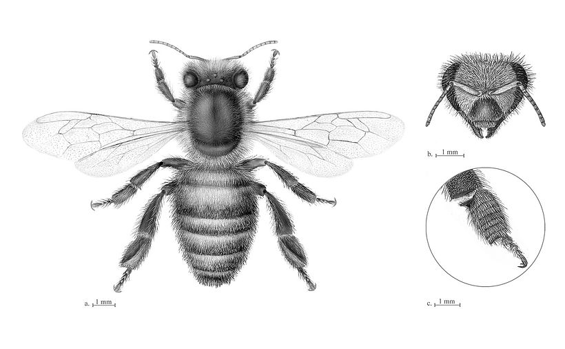 Lámina final de Apis mellifera. a) vista dorsal, b) vista frontal de la cabeza, d) detalle de corbícula en pata III