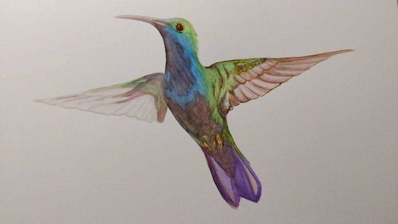 Mi Proyecto del curso: Ilustración naturalista de aves con acuarela: Colibrí 5