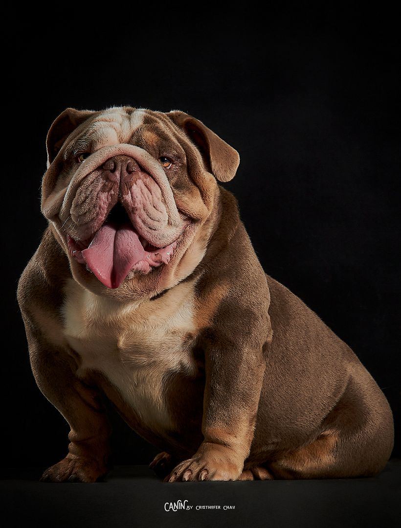 Titan y su pose de soy el rey de casa 