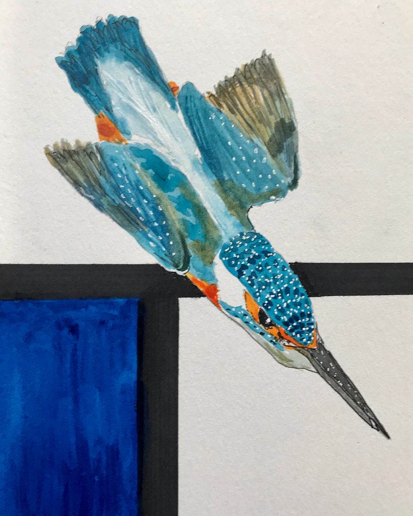 Detail of kingfisher diving