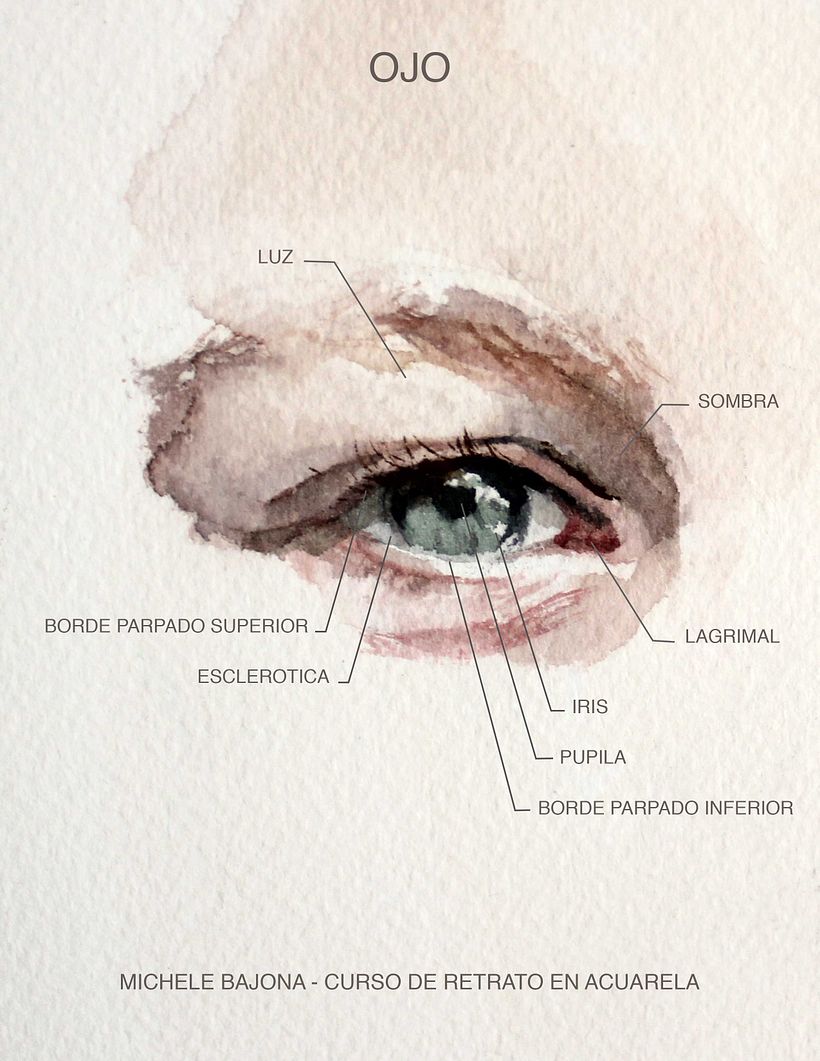 Art Anatomy: The Eye 5