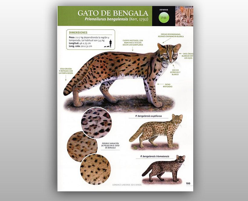 Ficha de la especie en la "Guía ilustrada de Felinos Salvajes del Mundo" de la Ed. Londaiz Laborde.