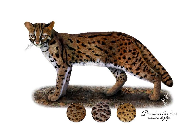 Ilustración final con los detalles de variación de pelaje.