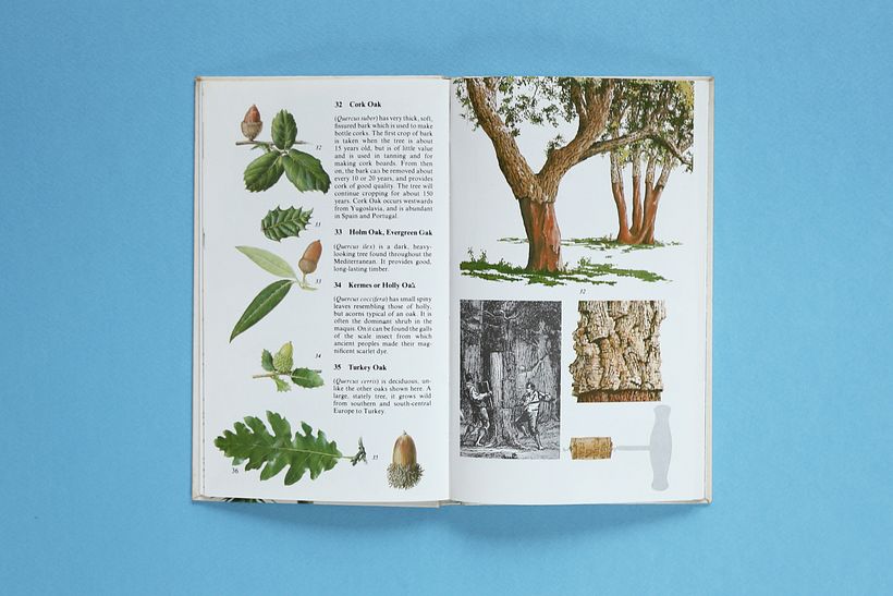 The Oak Papers  6