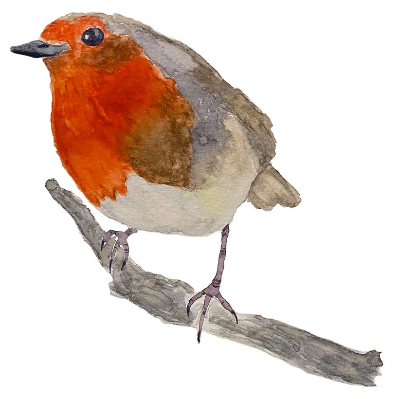 My project in Artistic Watercolor Techniques for Illustrating Birds course 0